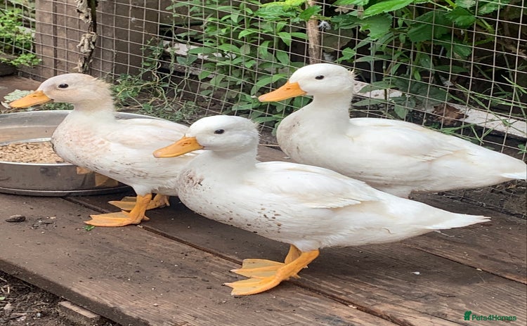 Ducks poultry - Advert 1