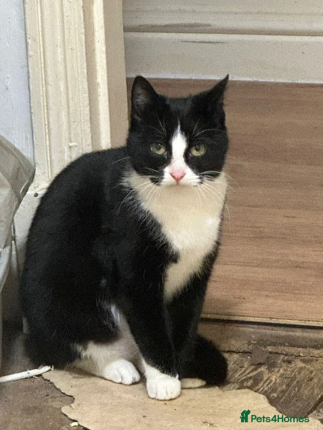 Mixed Breed cats for sale: 2 cata - Advert 5