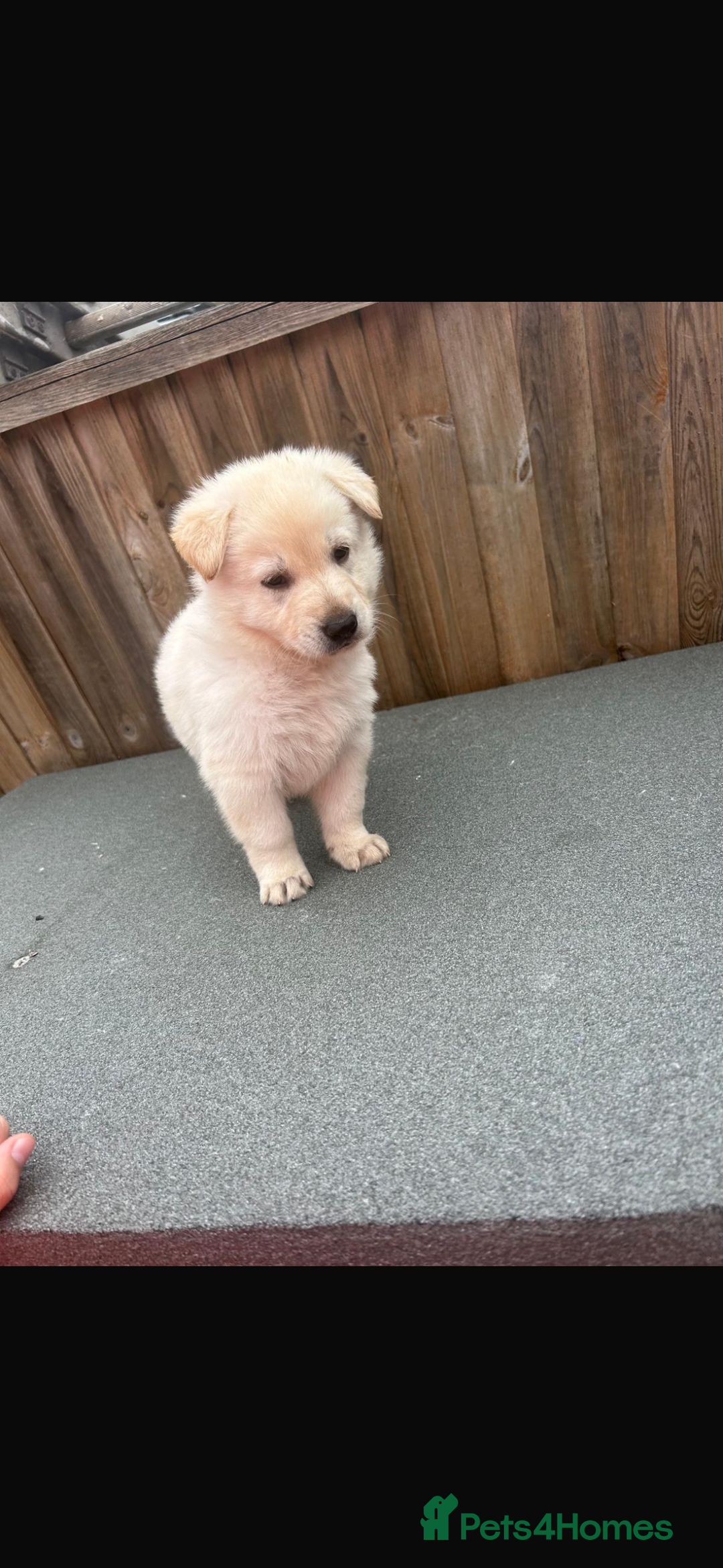 German Shepherd dogs for sale: German shepherd puppies - Image 3