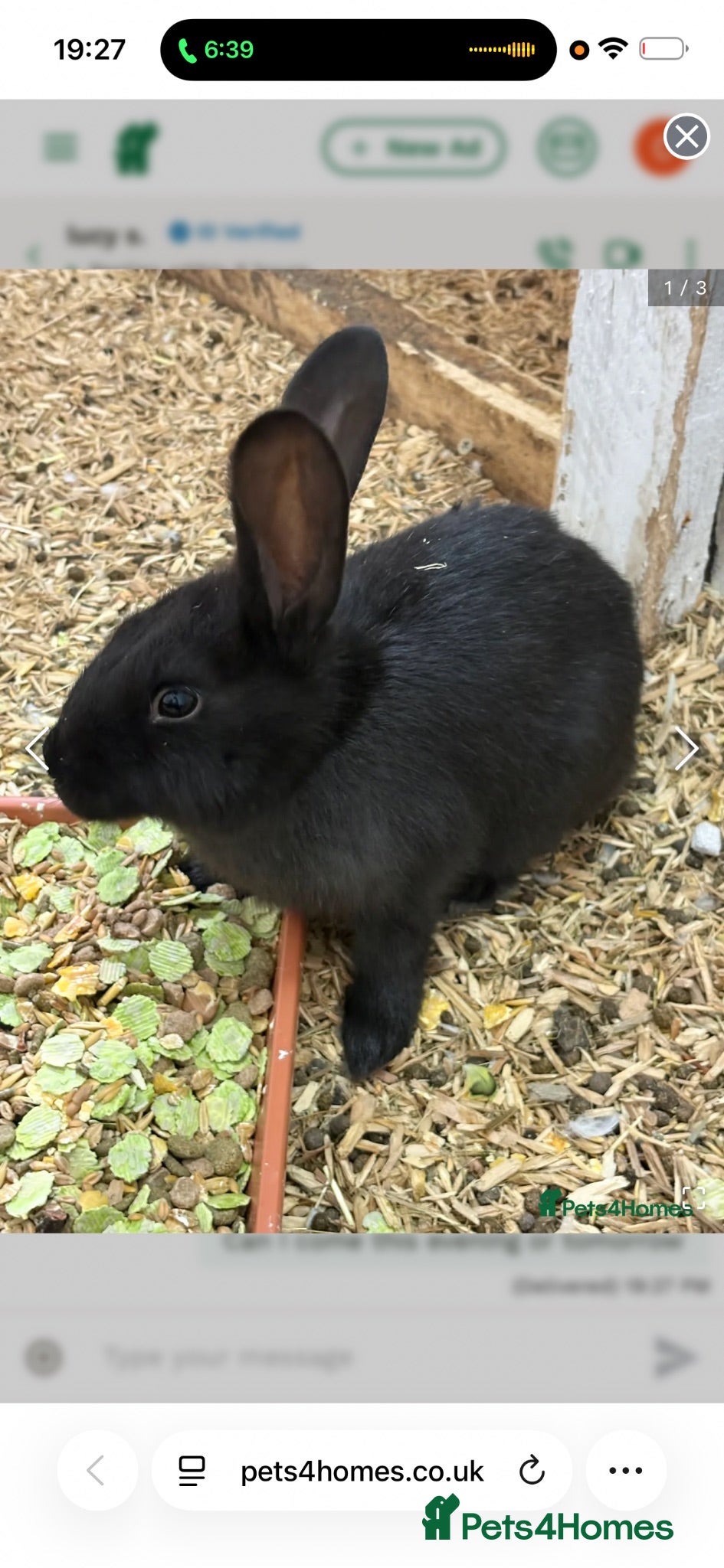 Continental Giant rabbits Giant black continental female - Advert 15