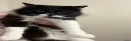 Mixed Breed cats for sale: Rag doll cross boy in Warrington - Advert 1