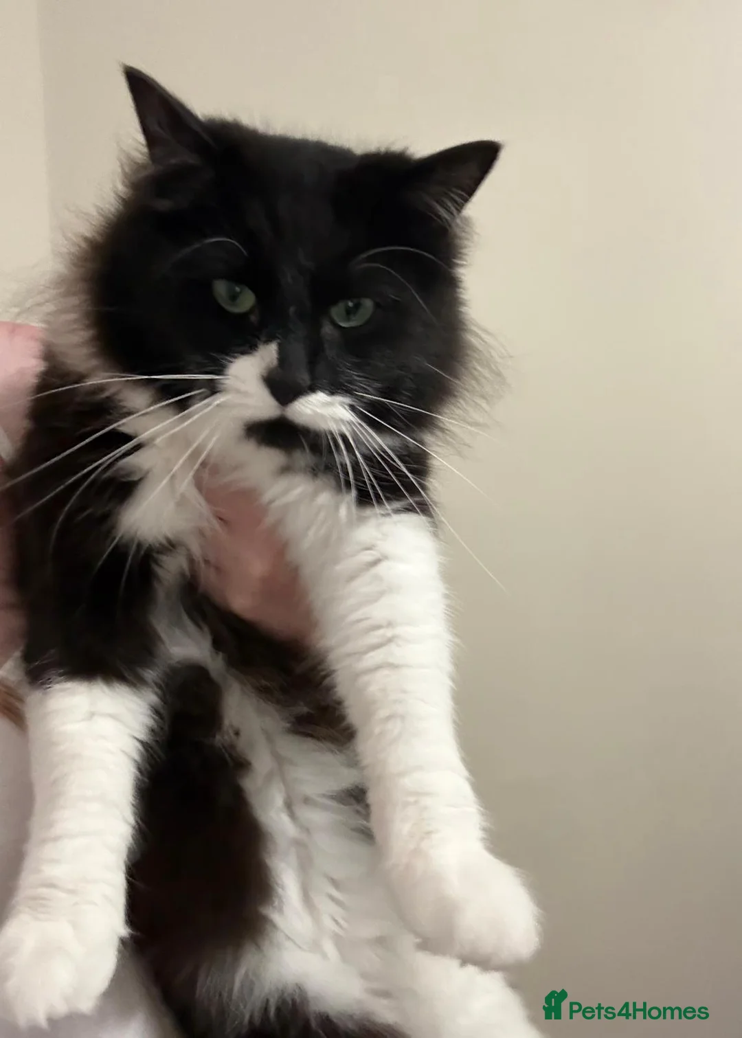 Mixed Breed cats for sale: Rag doll cross boy in Warrington - Advert 1