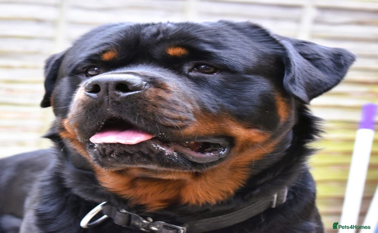 Rottweiler dogs in Wellingborough - Advert 11