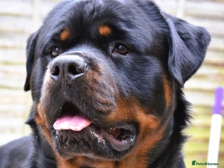Rottweiler dogs Rottweiler DNA health tested,,EYE SCANNED in Wellingborough - Advert 4