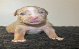 Mixed Breed dogs for sale: Olde Tyme Bulldog x American Staffordshire Pups - Image 2