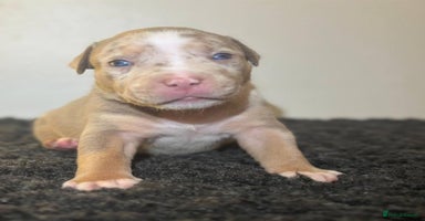Mixed Breed dogs - Advert 13
