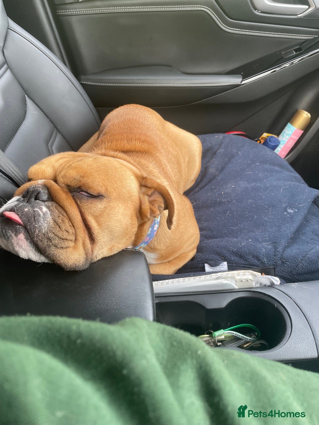 English Bulldog dogs for sale: Rehoming mable - Advert 4