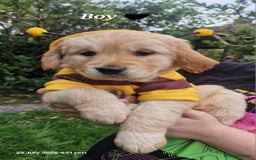 Golden Retriever dogs for sale: 💫💫💫 All puppies are reserved 💫💫💫 in Saint Helens - Image 8