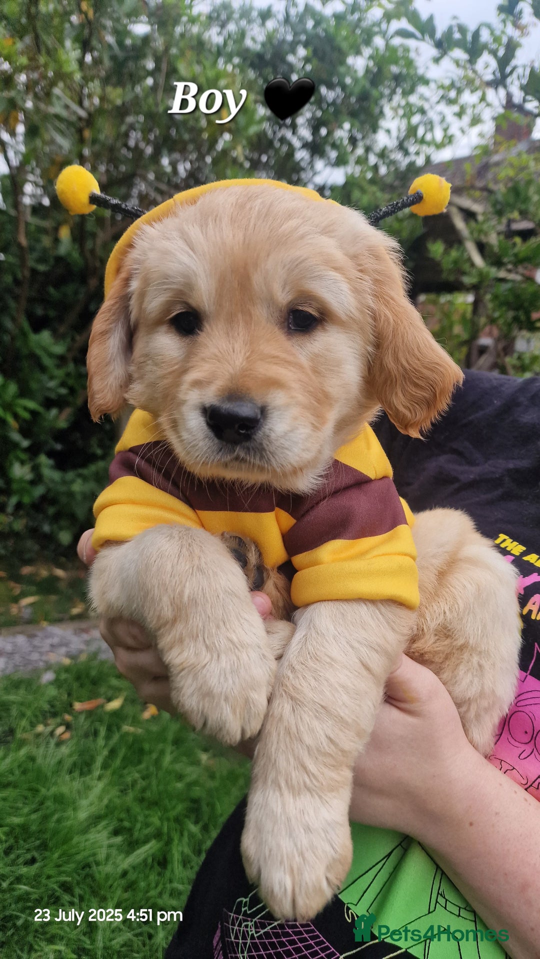 Golden Retriever dogs for sale: 💫💫💫 All puppies are reserved 💫💫💫 in Saint Helens - Image 8