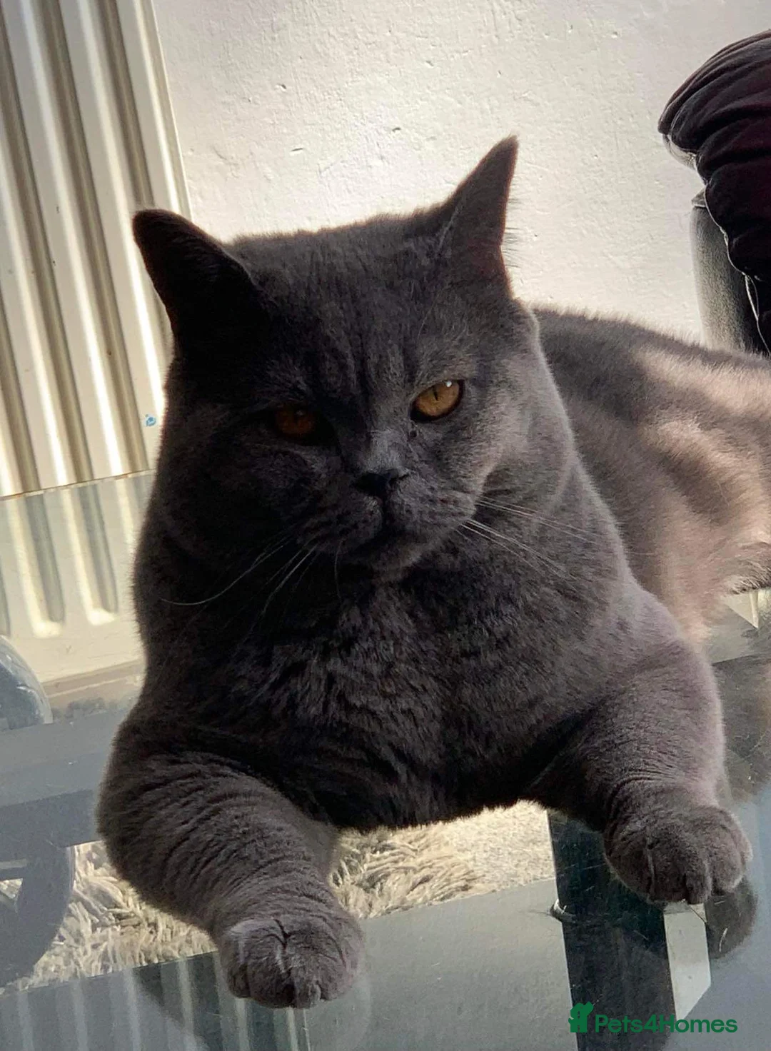 British Shorthair cats for stud: Stunning PEDIGREE GCCF Reg British Blue For Stud in Grays - Advert 3