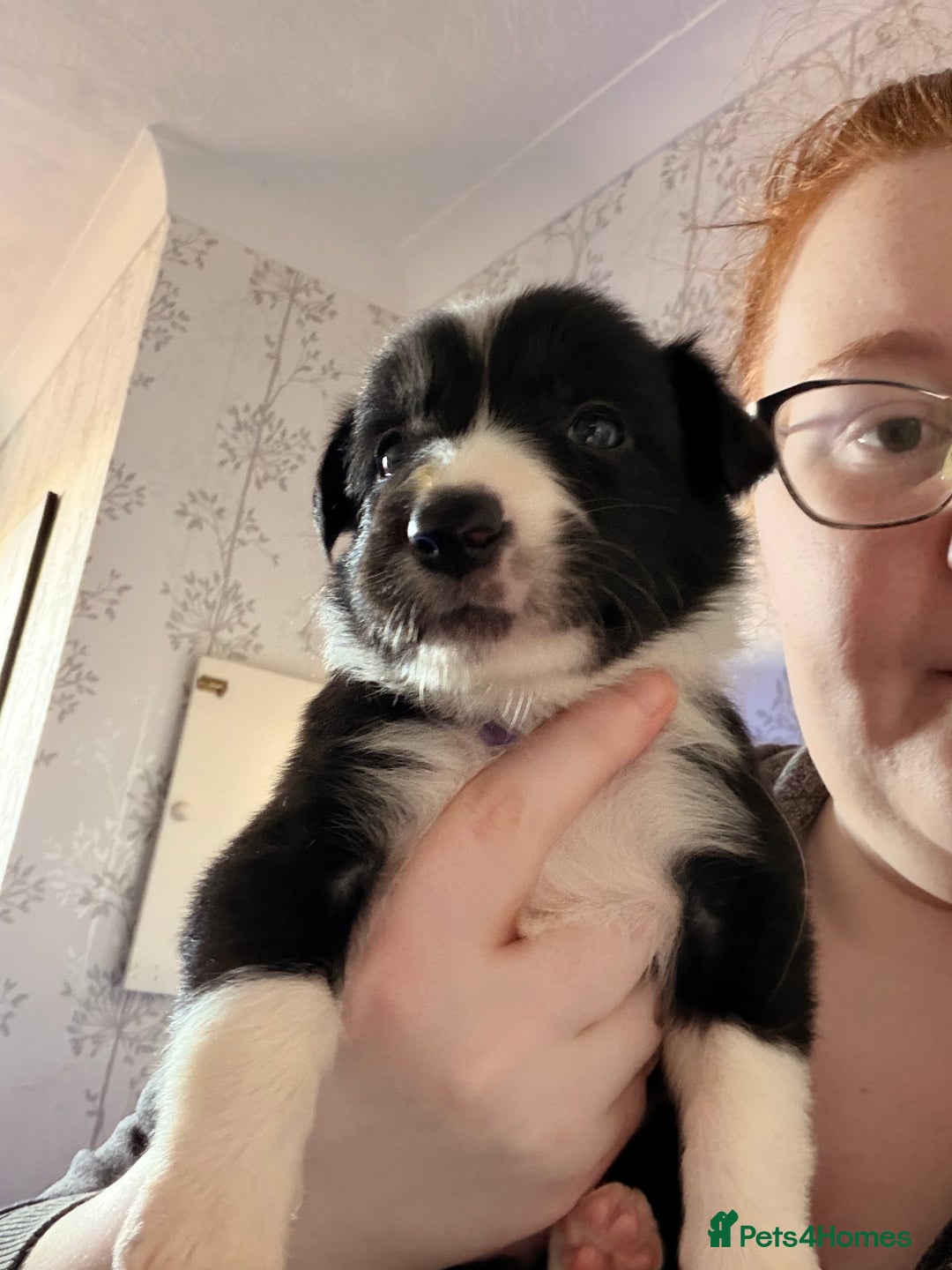 Border Collie dogs for sale: Border collie pups for sale  - Advert 8