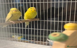 Budgerigars birds for sale: Budgies for sale  - Image 7