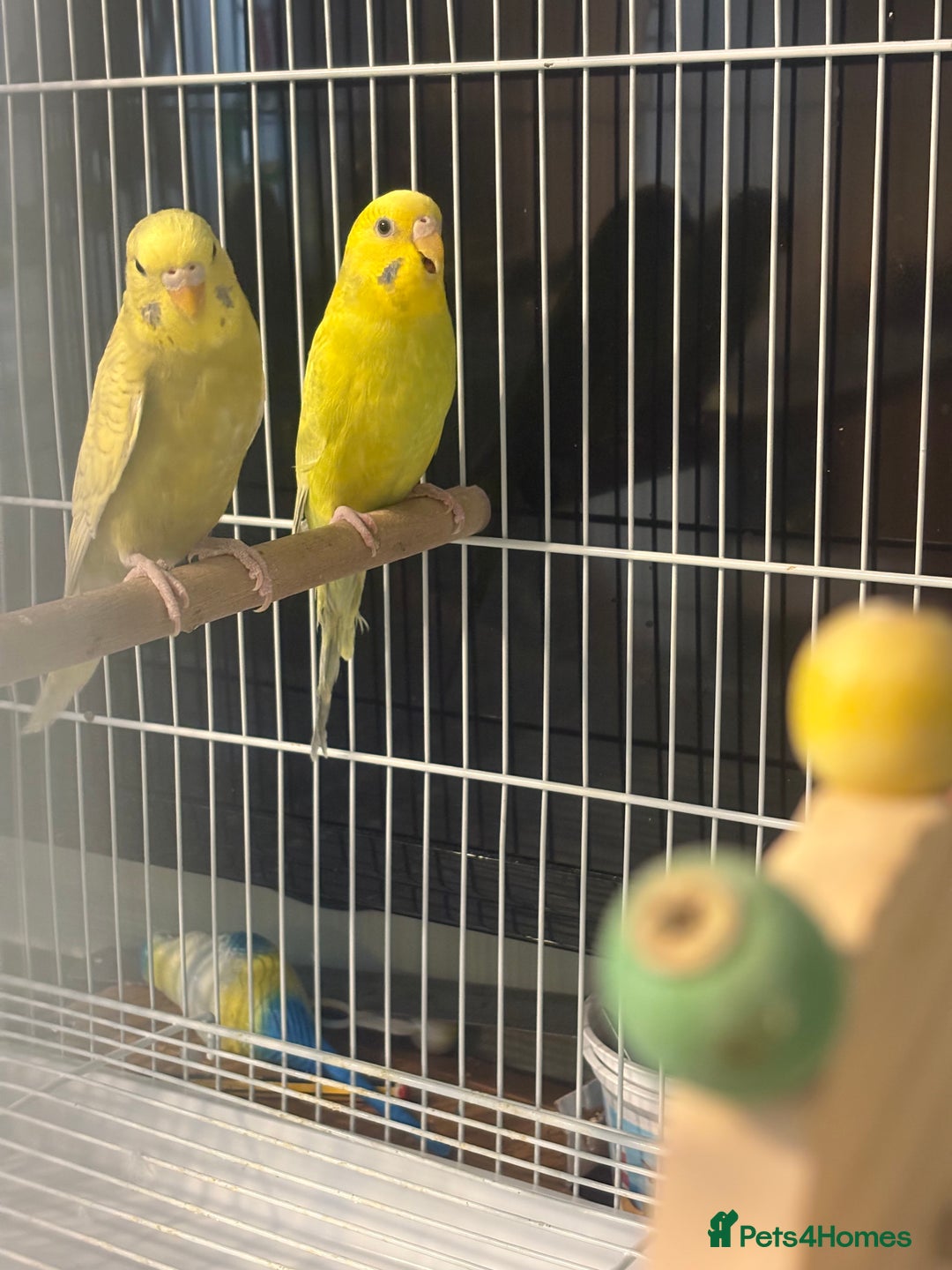 Budgerigars birds for sale: Budgies for sale  - Image 7