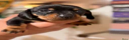 Miniature Dachshund dogs for sale: Beautiful Black & Tan Miniature Dachshund Puppies - Advert 10