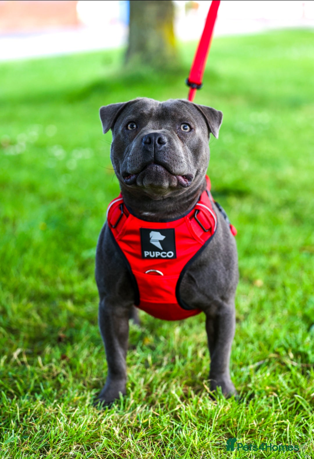 Staffordshire Bull Terrier dogs for stud: PROVEN Staffordshire bull terrier stud  - Image 4