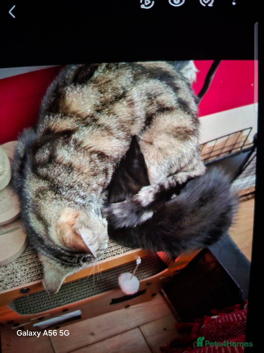 Domestic Shorthair cats for sale: Domestic shorthair  - Advert 3