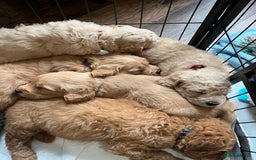 Mixed Breed dogs for sale: Mini Golden Doodle’s - Image 2