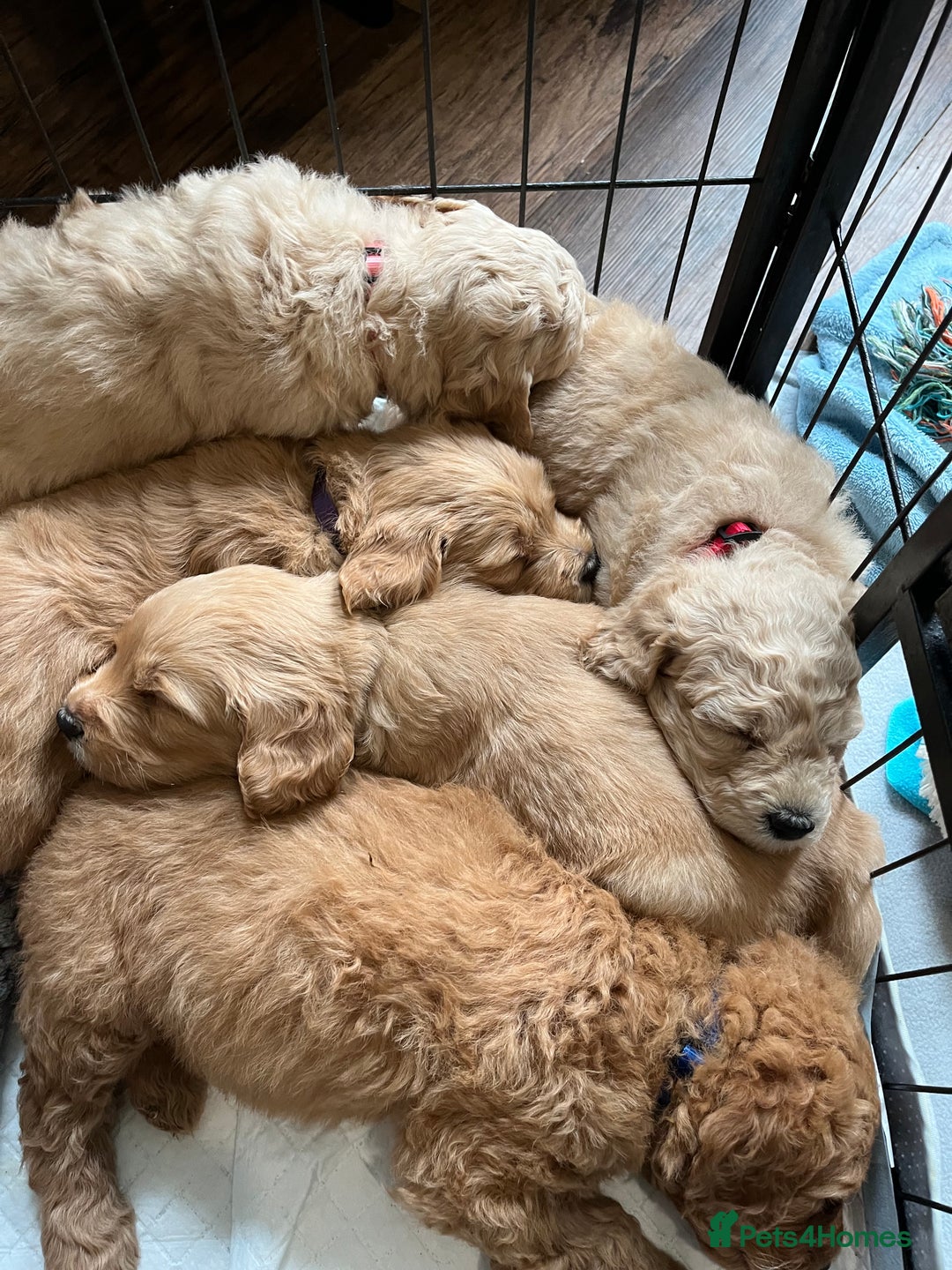 Mixed Breed dogs for sale: Mini Golden Doodle’s - Image 2