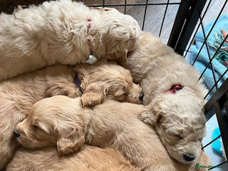 Mixed Breed dogs - Advert 3