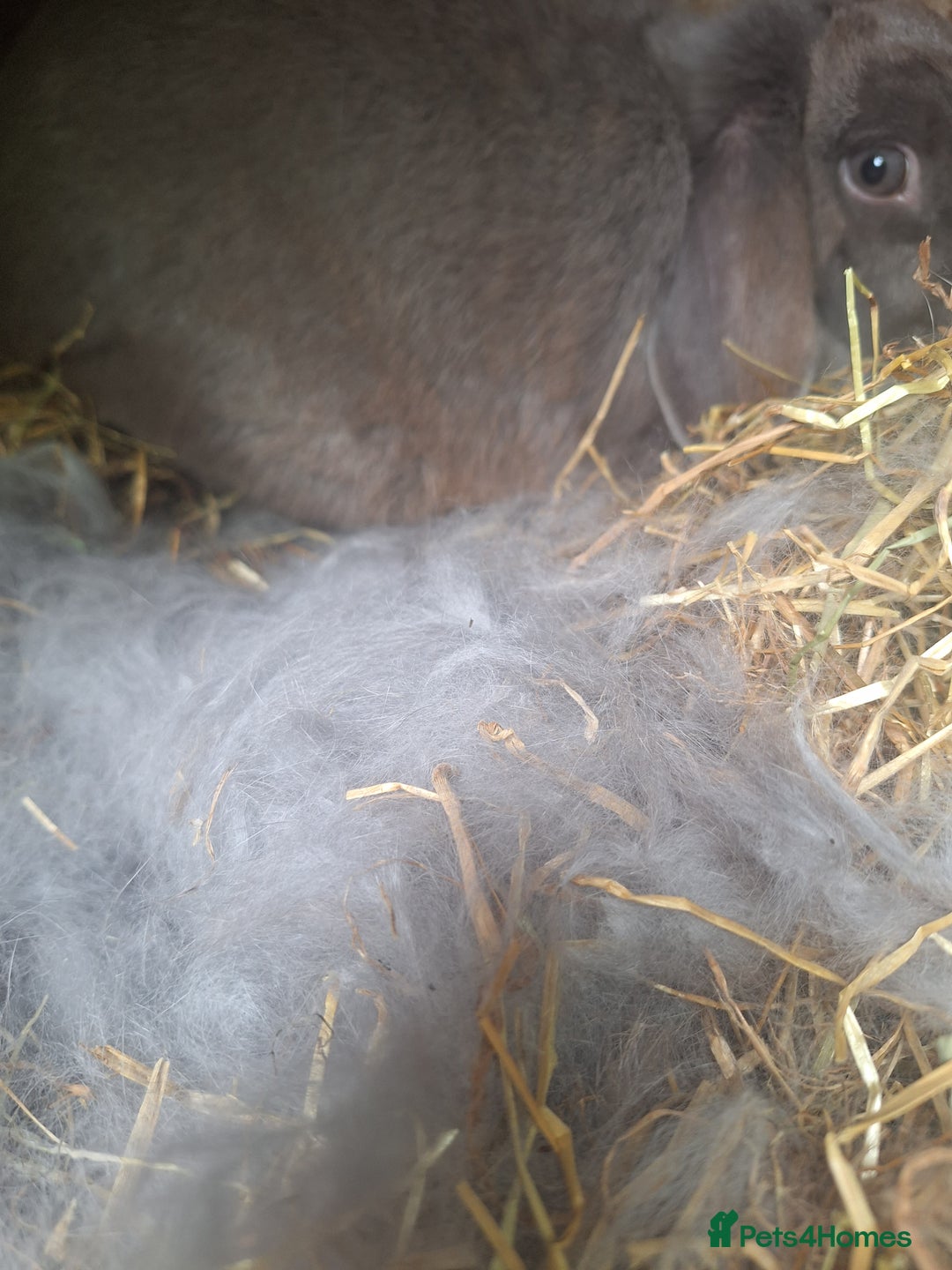 Mini Lop rabbits for sale: Beautiful purebred mini lop eared kits  - Image 14