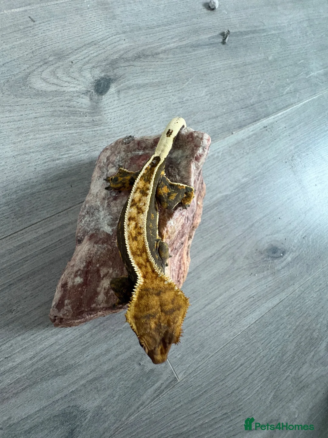 Gecko reptiles for sale: Crested geckos  - Advert 8