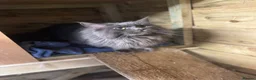 Mixed Breed cats for sale: Maine coon x Ragdoll/Bengal kittens - Advert 6