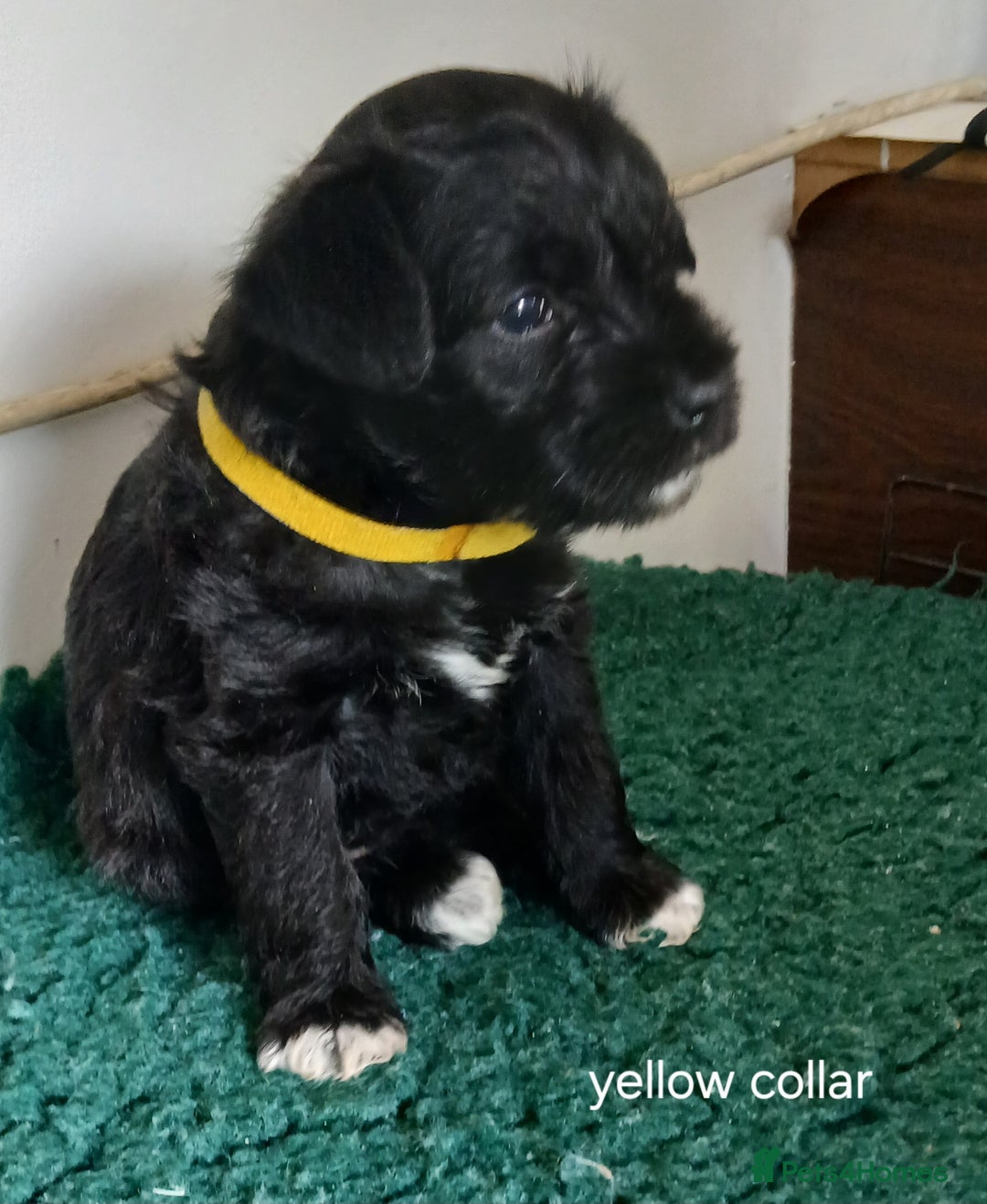 Miniature Schnauzer dogs for sale: Beautiful miniature shnauzers  - Image 12