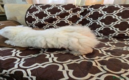 Havanese dogs for sale: Havanese dumpling) - Image 2