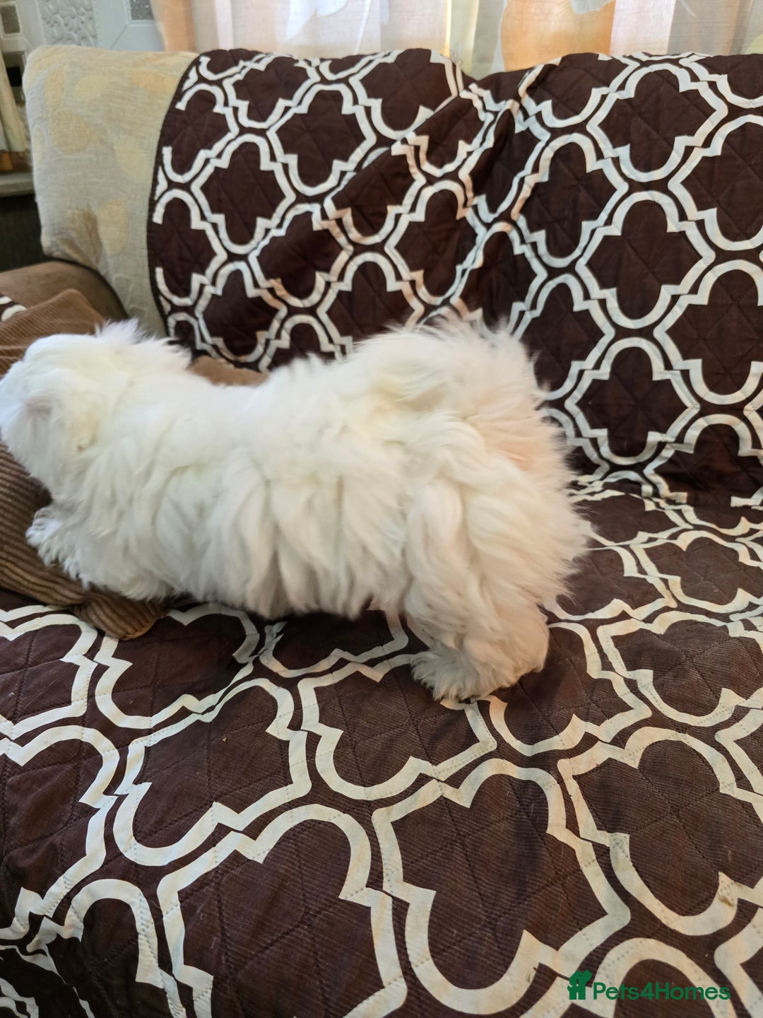 Havanese dogs for sale: Havanese dumpling) - Image 2