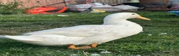 Ducks poultry for sale: 3 Cherry Valley Ducks - Advert 8