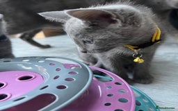 Russian Blue cats for sale: GCCF RUSSIAN BLUE KITTENS  💙🩷🐾 in Manchester - Image 7