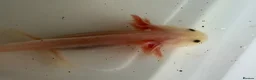 Axolotl reptiles for sale: Axolotl - Advert 5