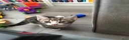 Mixed Breed cats for sale: Kittens for sale - Advert 5