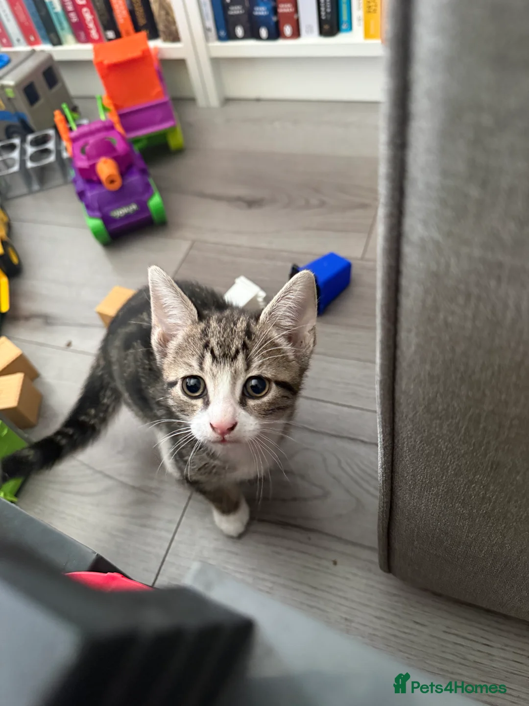 Mixed Breed cats for sale: Kittens for sale - Advert 5