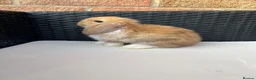Mini Lop rabbits for sale: Pure bred mini lops  in Haverhill - Advert 7