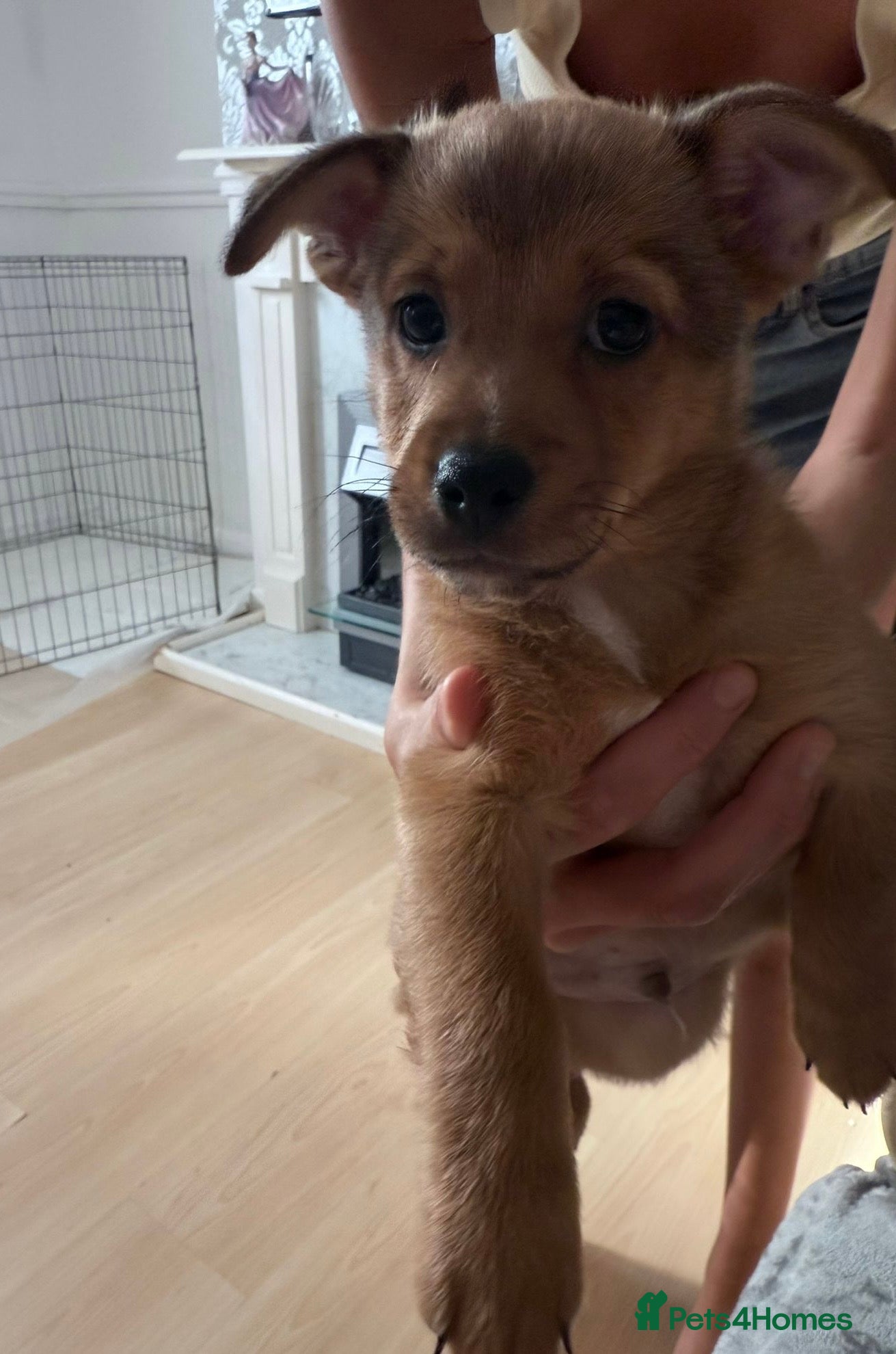 Mixed Breed dogs German Spitz X Jack Russell  - Advert 2