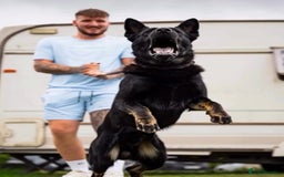 German Shepherd dogs for stud: EXCEPTIONAL BI COLOUR MALE  - Advert 5