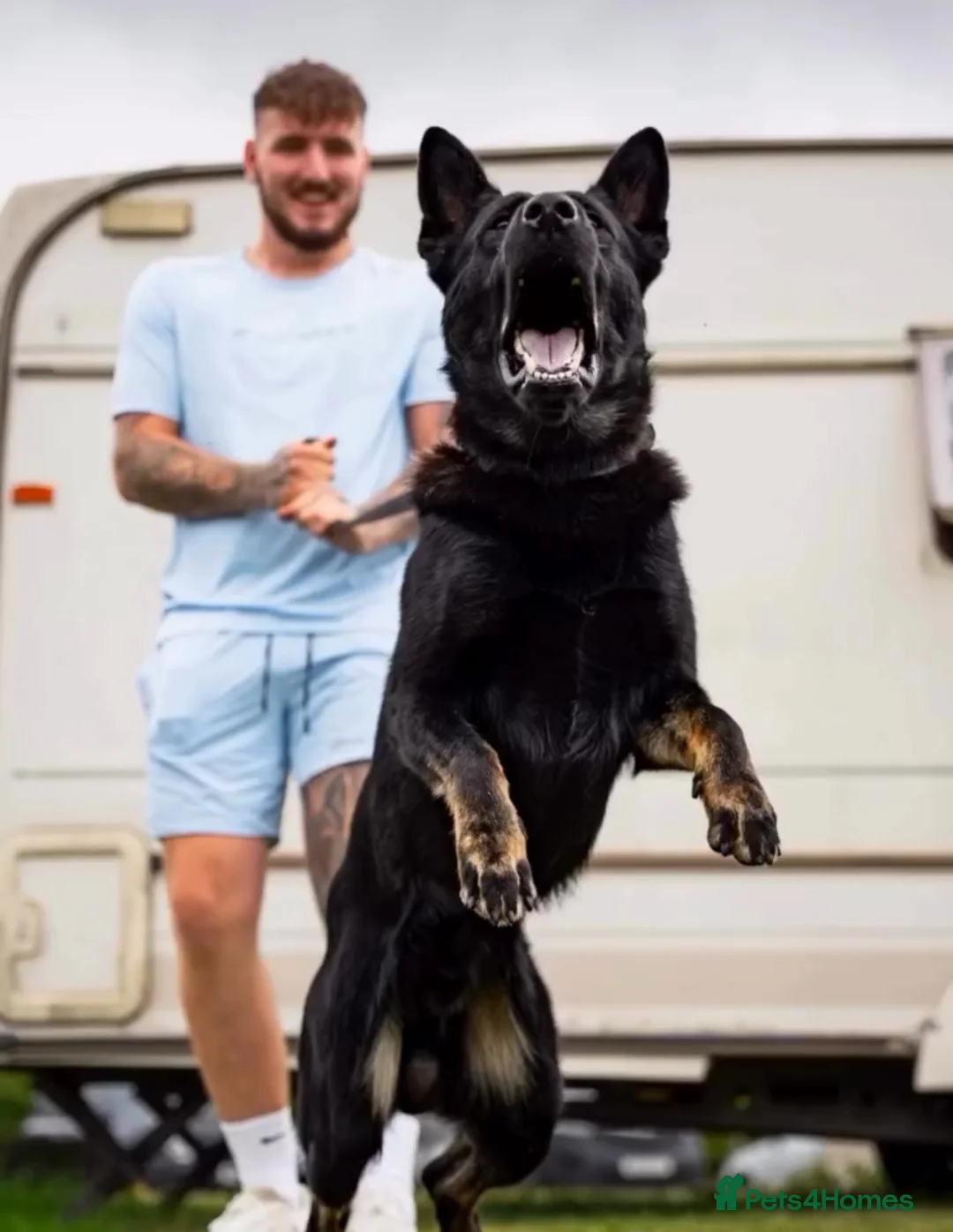 German Shepherd dogs for stud: EXCEPTIONAL BI COLOUR MALE  - Advert 7