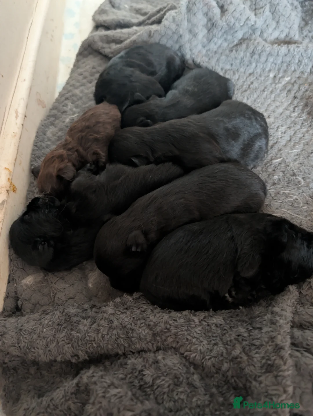 Mixed Breed dogs for sale: Mixed breed puppies  - Advert 9