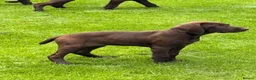 Mixed Breed dogs for sale: 💫3 Beautiful Pointer puppies💓💓💙💫 - Advert 8
