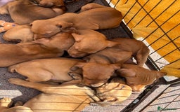 Mixed Breed dogs for sale: Doberman puppies for sale - Image 1