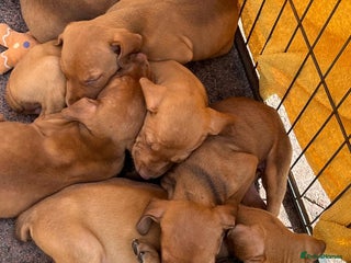 Mixed Breed dogs - Advert 30