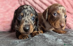 Miniature Dachshund dogs for sale: Beautiful KC miniature dachshund puppies - Image 11