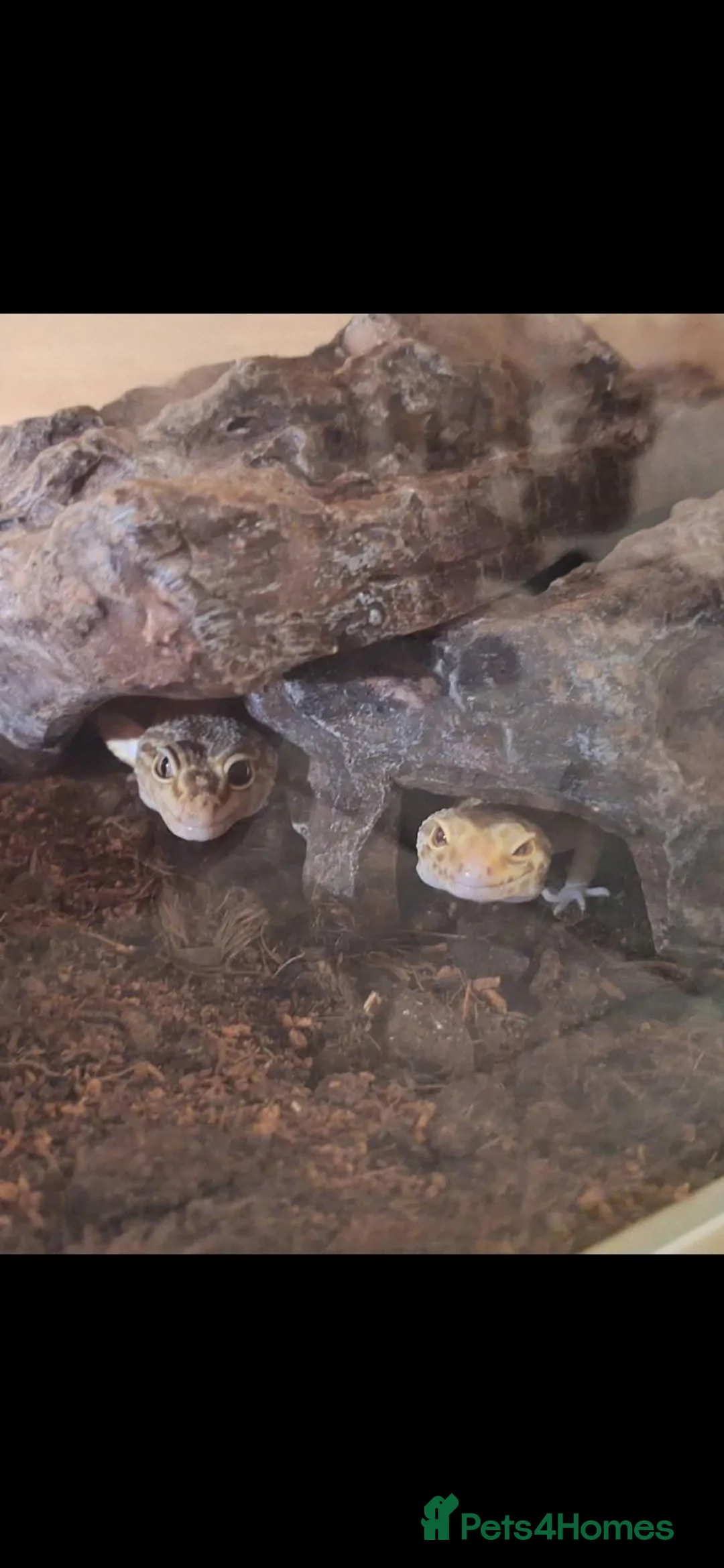 Leopard Gecko reptiles for sale: Male and female leopard gecko in Worthing - Advert 3