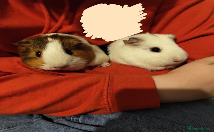 Guinea Pig rodents - Advert 9