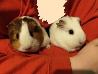 Guinea Pig rodents - Advert 12