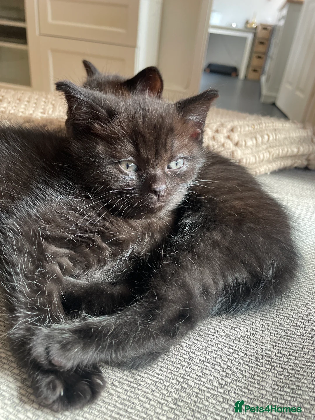 Ragdoll cats for sale: Ragdoll cross with British shorthair  in Newcastle upon Tyne - Advert 2