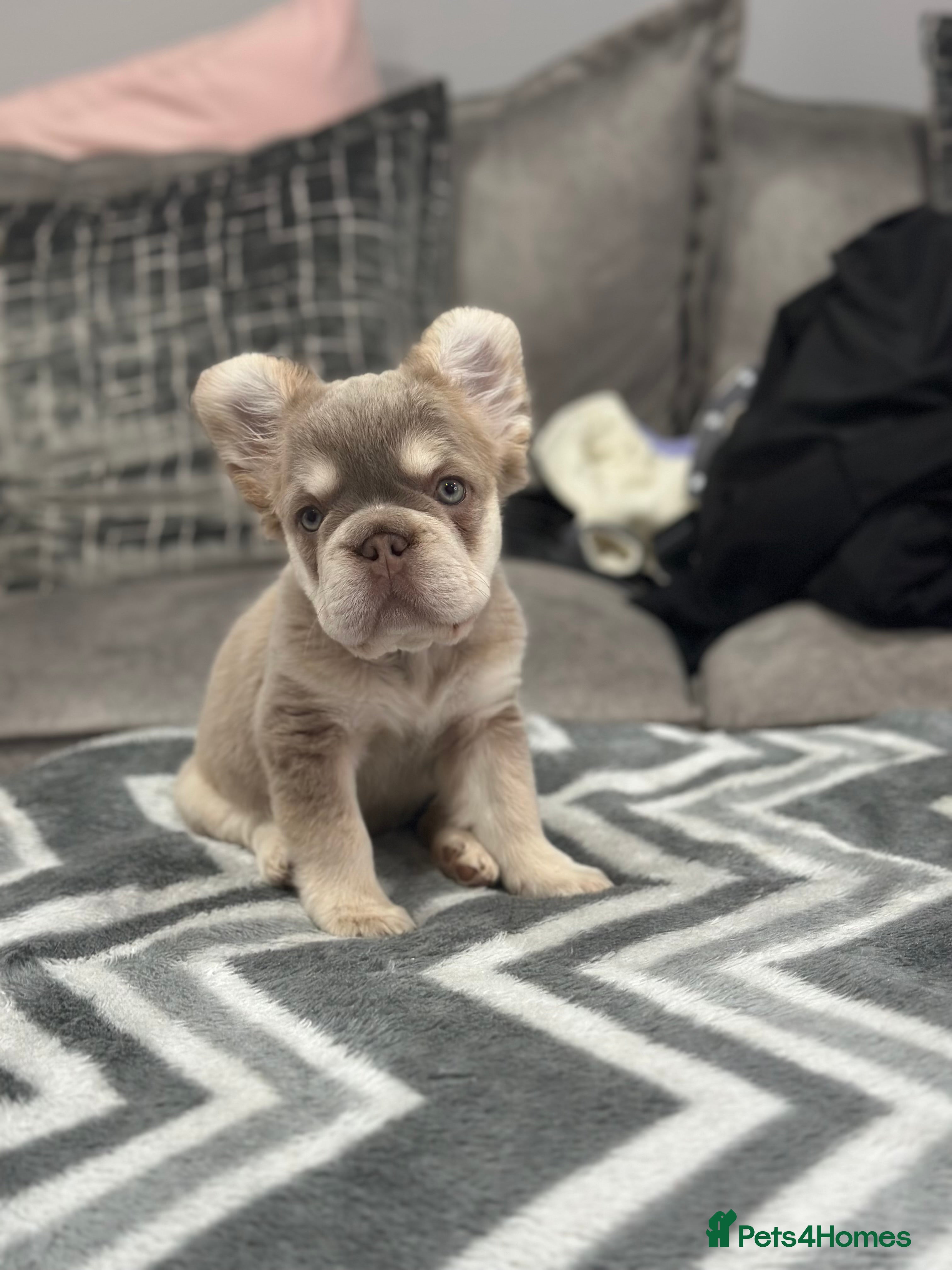 French Bulldog dogs LAST 2 GIRLS LEFT  French bulldogs  - Advert 13