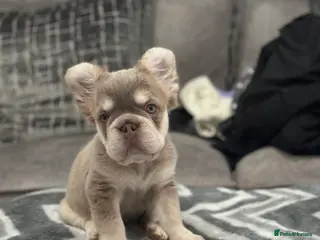 French Bulldog dogs LAST 2 GIRLS LEFT French bulldogs - Advert 13