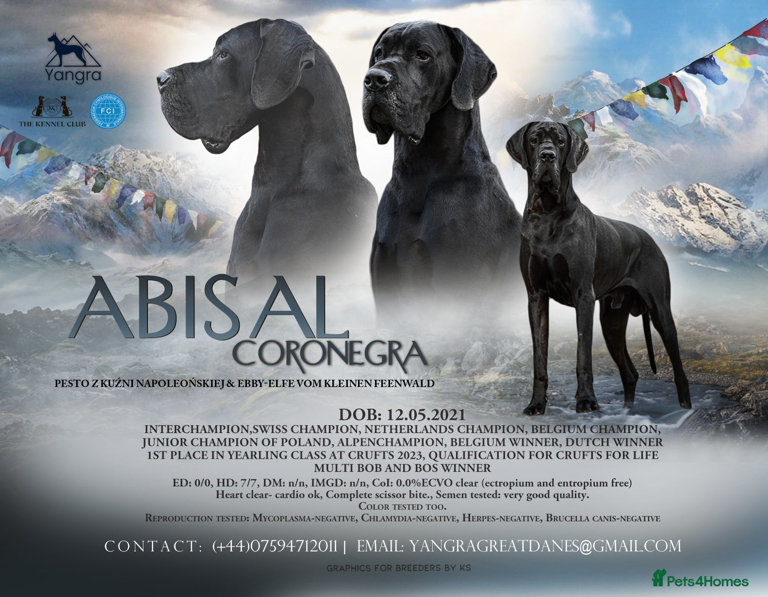 Great Dane dogs Interchampion and champion Proven for stud in Wakefield - Advert 3